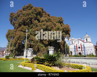 Scenic cypress tree avec stoutest tronc et église sur la place principale de Santa Maria del Tule au Mexique dans la ville de Oaxaca, État avec ciel bleu clair en 201 Banque D'Images