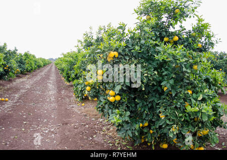 Dans un pamplemousse citrus, le centre de la Californie, prêtes pour la récolte Banque D'Images