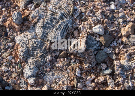 Des fossiles de coraux et récifs sur Dos Playa beach dans le Parc national Arikok - Aruba Banque D'Images