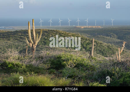 Windmill farm Aruba dans le Parc national Arikok - effort de durabilité de l'énergie éolienne, éoliennes sous forme d'une ferme éolienne d'accroître l'énergie renouvelable Banque D'Images