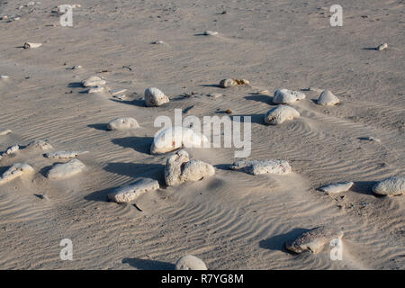 Des fossiles de coraux et récifs sur Dos Playa beach dans le Parc national Arikok - Aruba Banque D'Images