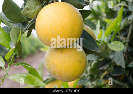 Dans un pamplemousse citrus, le centre de la Californie, prêtes pour la récolte Banque D'Images
