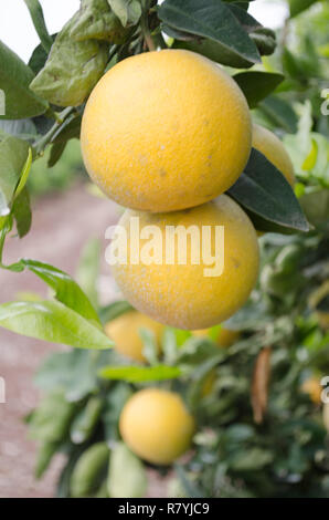 Dans un pamplemousse citrus, le centre de la Californie, prêtes pour la récolte Banque D'Images