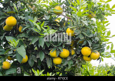Dans un pamplemousse citrus, le centre de la Californie, prêtes pour la récolte Banque D'Images