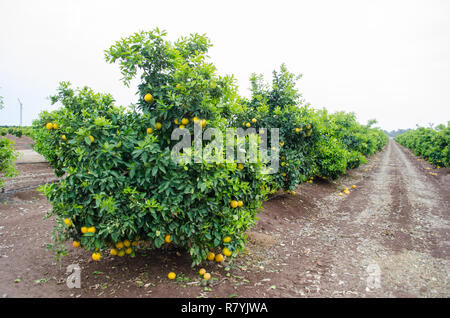 Dans un pamplemousse citrus, le centre de la Californie, prêtes pour la récolte Banque D'Images