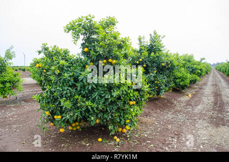Dans un pamplemousse citrus, le centre de la Californie, prêtes pour la récolte Banque D'Images