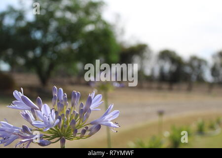 Vue à partir du centre de l'agapanthus praecox Banque D'Images