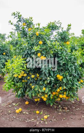 Dans un pamplemousse citrus, le centre de la Californie, prêtes pour la récolte Banque D'Images