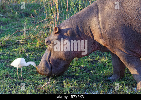 Hippopotame (Hippopotamus amphibius), une pataugeoire et des pâturages au bord de la rivière Sabie, à côté d'un héron garde-boeufs (Bubulcus ibis), Kruger, Afrique du Sud Banque D'Images