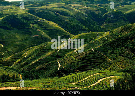 Vue de vignes vertes et river valley Banque D'Images