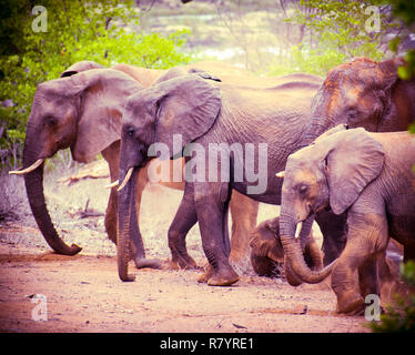 Éléphants Banque D'Images