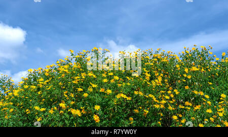 Belle fleur jaune tournesol sauvage sur la colline. C'est leur fleur pousse marguerites sauvages mais lors du passage à l'hiver dans le highland Banque D'Images