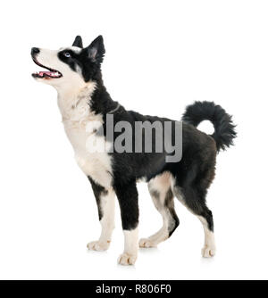 Les jeunes Yakutian Laika in front of white background Banque D'Images