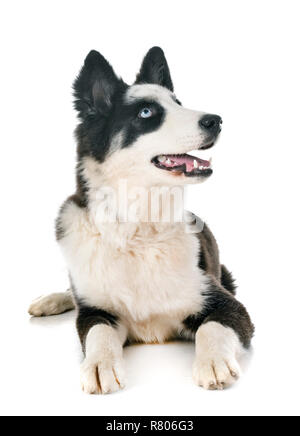 Les jeunes Yakutian Laika in front of white background Banque D'Images