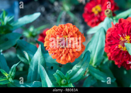 Close up of Red Fleurs Zinnia commun Banque D'Images