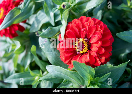 Close up of Common Zinnia Fleur rouge Banque D'Images