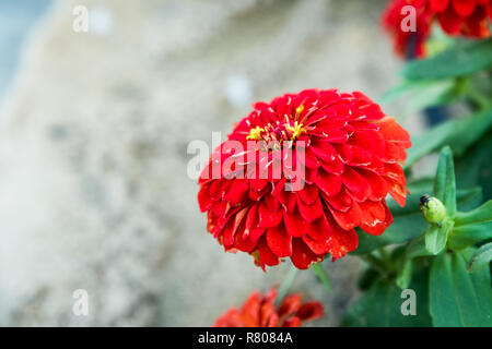 Close up of Common Zinnia Fleur rouge Banque D'Images