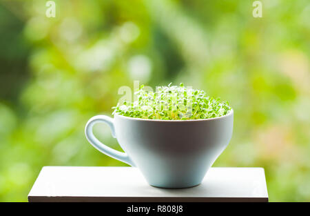 Micro organiques verts dans une tasse bleue en céramique Banque D'Images