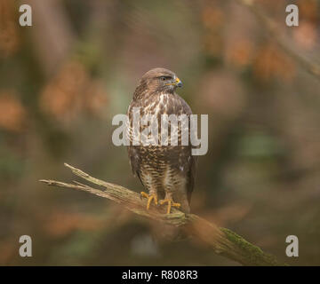 Buse variable Banque D'Images