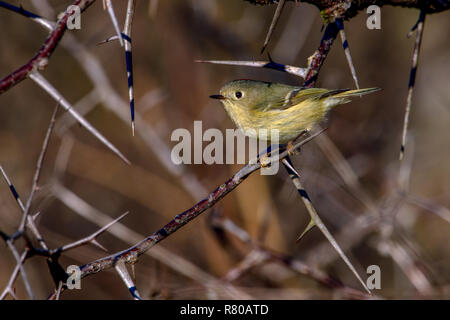 Ruby-Crowned (Roitelet Regulus calendula) perché dans l'arbre épineux Banque D'Images