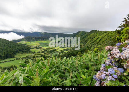 Hortensias bleus et de plantes luxuriantes avec la Seca Caldera dans la distance sur Sao Miguel dans les Açores. Banque D'Images