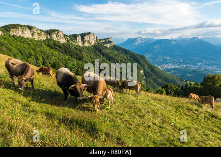 Tarentaise troupeau de vaches dans un champ sur le site d'Le-Sire, près de la station de ski de La Féclaz, au coeur de la Parc Naturel Régional du Massif des Bauges. C Banque D'Images