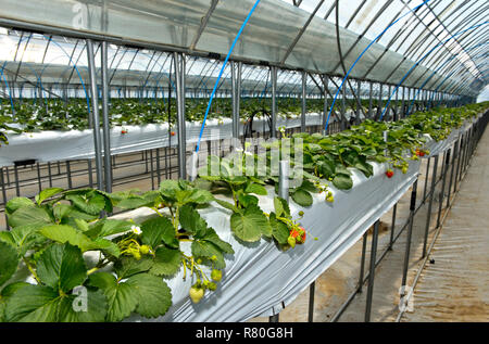 La culture hydroponique, culture de fraises en serre, Mongolian-Japanese Company LLC, ferme tous les jours Songino Khairkhan, Mongolie Banque D'Images