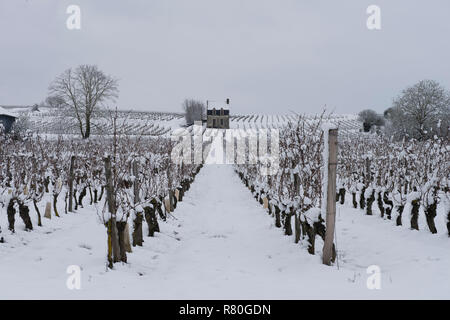 Paysage de la province de Touraine recouvert de neige : vignes et vignobles sous la neige dans la région de Chinon (2018/02/07) Banque D'Images