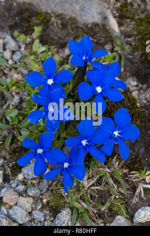 Gentiane (Gentiana bavarica bavarois). Plantes à fleurs au Parc National Hohe Tauern, Carinthie, Autriche Banque D'Images