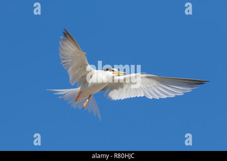 Sterne naine (Sternula albifrons). Fun pour adultes in flight. Allemagne Banque D'Images