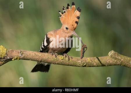 Huppe fasciée (Upupa epops) perché sur une branche, avec hairy Caterpillar dans son projet de loi. Allemagne Banque D'Images