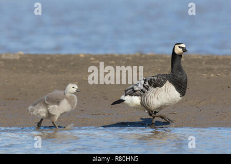 Bernache nonnette (Branta leucopsis). Des profils et des poussins de marcher sur une rive du fleuve. Svalbard, Norvège Banque D'Images