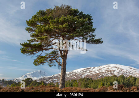 Le pin sylvestre (Pinus sylvestris), single, arbre. Glen Affric, Highlands, Ecosse, Grande-Bretagne Banque D'Images