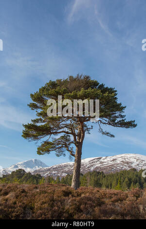 Le pin sylvestre (Pinus sylvestris), single, arbre. Glen Affric, Highlands, Ecosse, Grande-Bretagne Banque D'Images