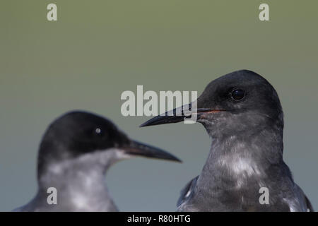 Guifette noire (Chlidonias niger). Portrait de deux adultes. Allemagne Banque D'Images