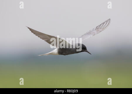 Guifette noire (Chlidonias niger), les adultes en vol, Allemagne Banque D'Images