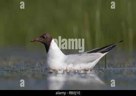 Mouette rieuse (Chroicocephalus ridibundus). Fun pour adultes en plumage nuptial sur l'eau. Allemagne Banque D'Images