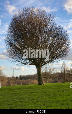 Brockwell Park, Lambeth, au sud de Londres, Angleterre, Royaume-Uni Banque D'Images