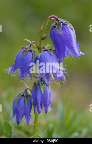 Alpine forget-me-not (Campanula barbata), plante à fleurs. Le Parc National du Hohe Tauern, Carinthie, Autriche Banque D'Images