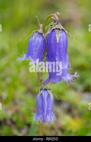Alpine forget-me-not (Campanula barbata), plante à fleurs. Le Parc National du Hohe Tauern, Carinthie, Autriche Banque D'Images