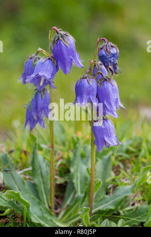Alpine forget-me-not (Campanula barbata), plante à fleurs. Le Parc National du Hohe Tauern, Carinthie, Autriche Banque D'Images