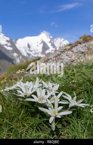 Edelweiss (Leontopodium nivale alpinum), plante à fleurs avec la montagne en arrière-plan du Grossglockner, plus haut sommet d'Autriche. Le Parc National du Hohe Tauern, Carinthie, Autriche Banque D'Images