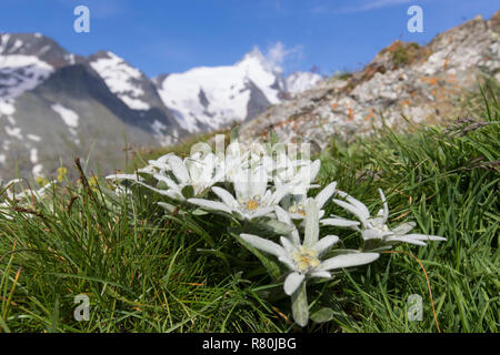 Edelweiss (Leontopodium nivale alpinum), plante à fleurs avec la montagne en arrière-plan du Grossglockner, plus haut sommet d'Autriche. Le Parc National du Hohe Tauern, Carinthie, Autriche Banque D'Images