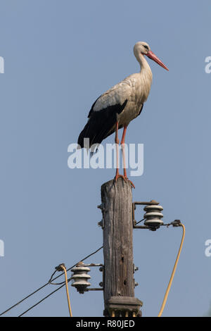 European Cigogne Blanche (Ciconia ciconia). Des profils debout sur une colonne d'alimentation. Allemagne Banque D'Images