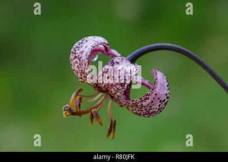 Turk's Cap, Lily (Lilium Martagon martagon), fleur. Le Parc National du Hohe Tauern, Carinthie, Autriche Banque D'Images