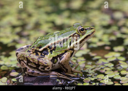 Comestibles européenne grenouille (Rana esculenta). Grenouille dans les lentilles d'eau, de l'Allemagne Banque D'Images