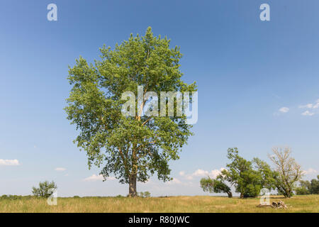 Le peuplier noir (Populus nigra), arbre solitaire en été. Allemagne Banque D'Images