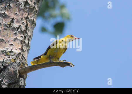 Golden (Oriolus oriolus). Femme perché sur une branche. Allemagne Banque D'Images