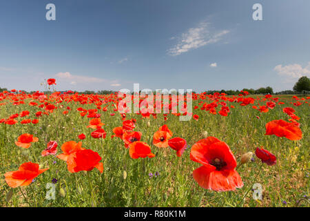 Pavot Rouge commun, la Flandre le pavot (Papaver rhoeas). Coquelicots en fleur. Allemagne Banque D'Images