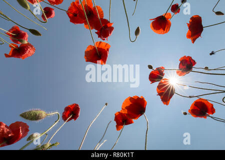 Pavot Rouge commun, la Flandre le pavot (Papaver rhoeas). Coquelicots en fleur, vu contre un ciel bleu Allemagne Banque D'Images